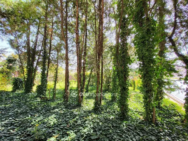 Eladó ház Budaörs, Frankhegy 286 nm