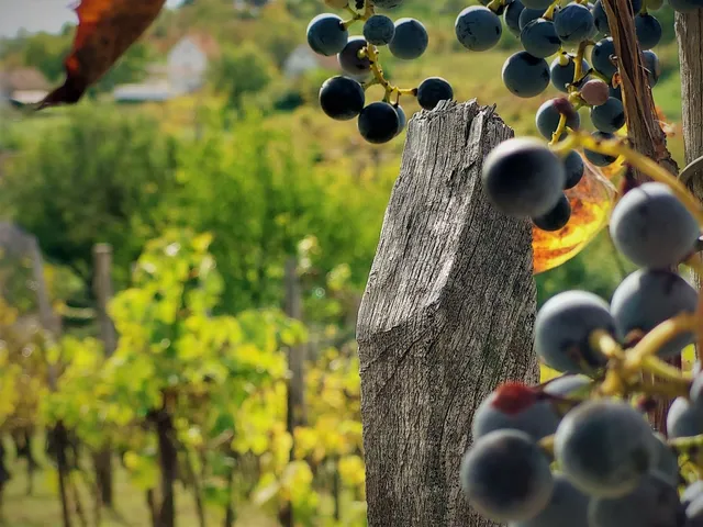 Eladó telek Pécsely 3030 nm