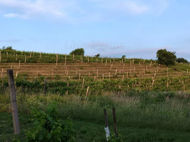 Eladó mezőgazdasági ingatlan Csókakő 6200 nm