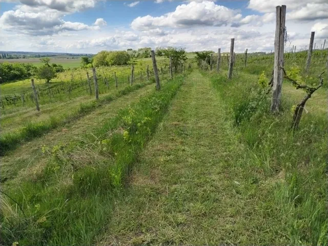 Eladó mezőgazdasági ingatlan Csókakő 6200 nm