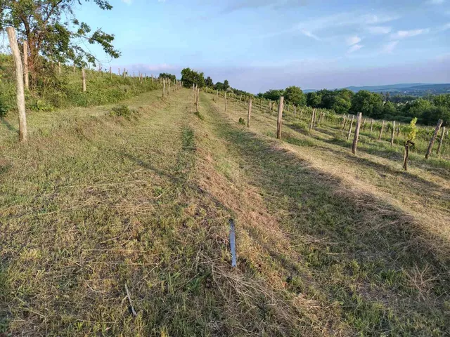 Eladó mezőgazdasági ingatlan Csókakő 6200 nm