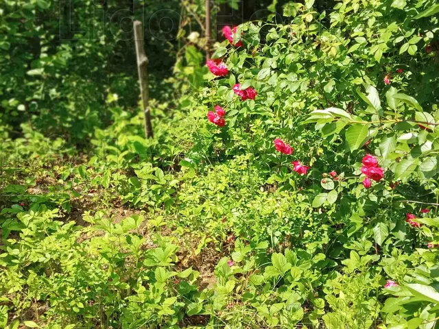 Eladó ház Székesfehérvár, Öreghegy 210 nm