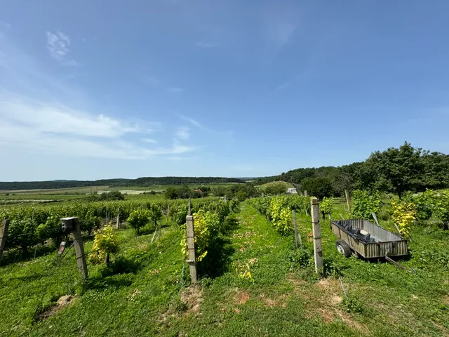 Eladó telek Balatonszőlős 2551 nm