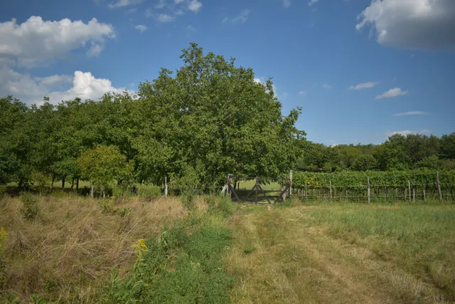 Eladó mezőgazdasági ingatlan Hollád 3034 nm