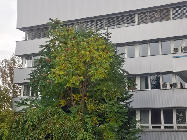 Kiadó kereskedelmi és ipari ingatlan Budapest XXIII. kerület, Orbán hegy 250 nm