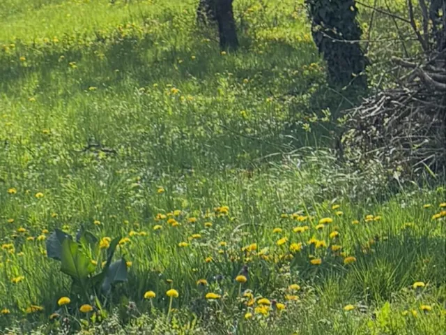 Eladó telek Budapest III. kerület, Csillaghegy 400 nm