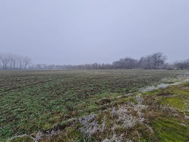 Eladó mezőgazdasági ingatlan Tiszajenő 3100 nm