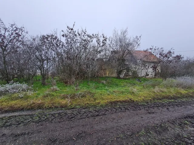 Eladó mezőgazdasági ingatlan Tiszajenő 4561 nm