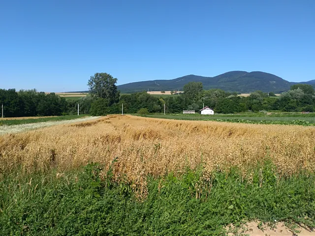 Eladó telek Nagybörzsöny 1015 nm