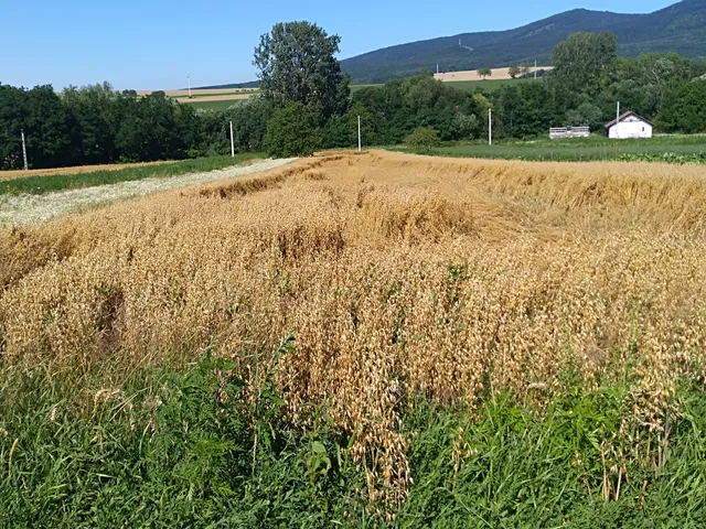 Eladó telek Nagybörzsöny 1015 nm