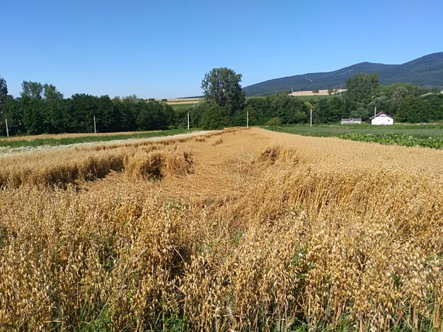 Eladó telek Nagybörzsöny 1015 nm