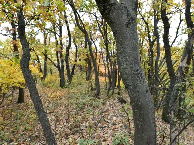 Eladó telek Pécsely 25141 nm