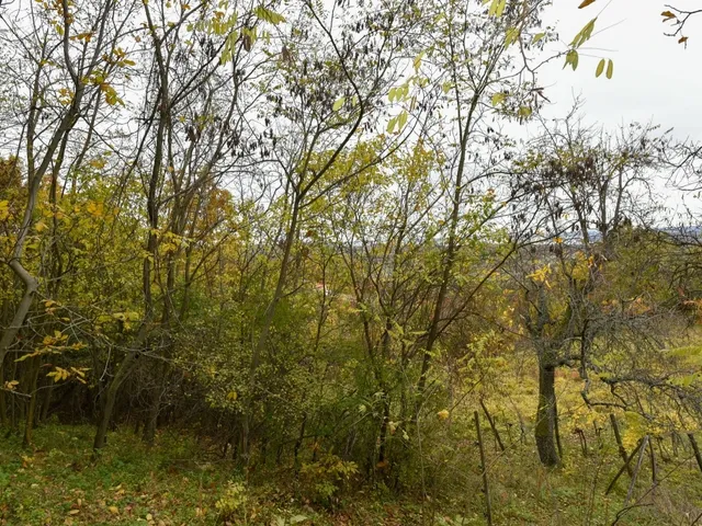 Eladó telek Pécsely 25141 nm