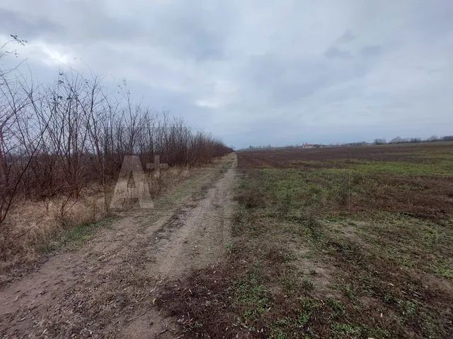 Eladó mezőgazdasági ingatlan Balástya 20 nm