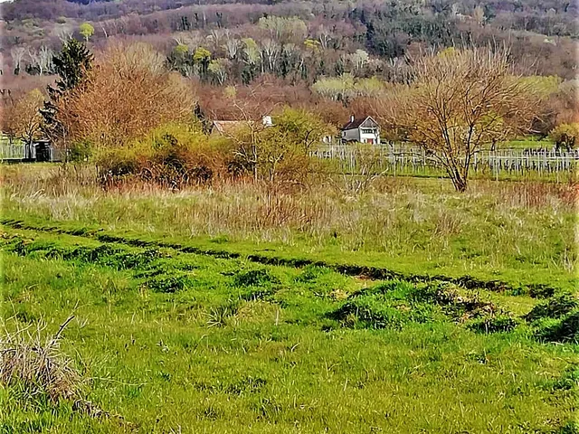 Eladó mezőgazdasági ingatlan Badacsonytördemic 4384 nm