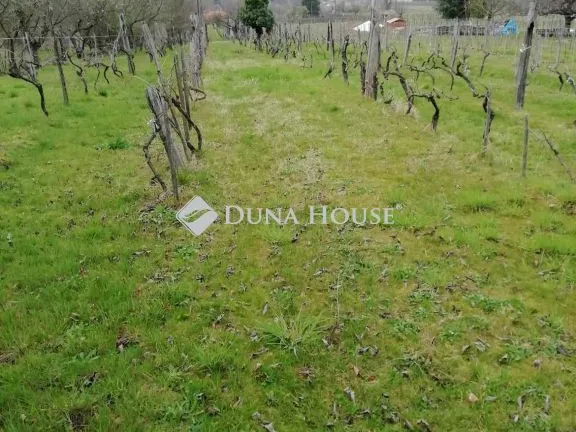 Eladó mezőgazdasági ingatlan Badacsonytördemic, Nincs utca 4384 nm