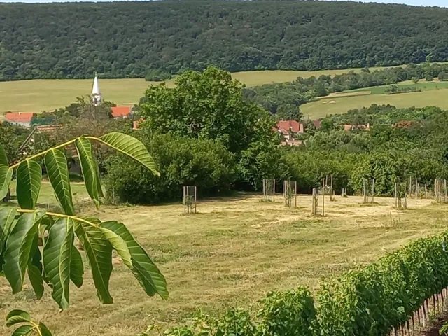 Eladó telek Szentantalfa 10040 nm