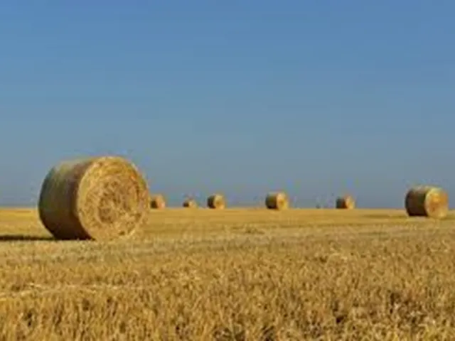 Eladó mezőgazdasági ingatlan Maroslele 87998 nm