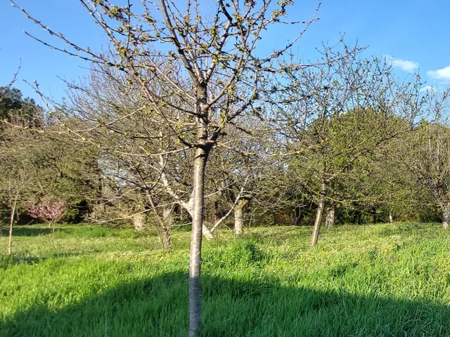 Eladó telek Deszk, Rózsa utca 810 nm
