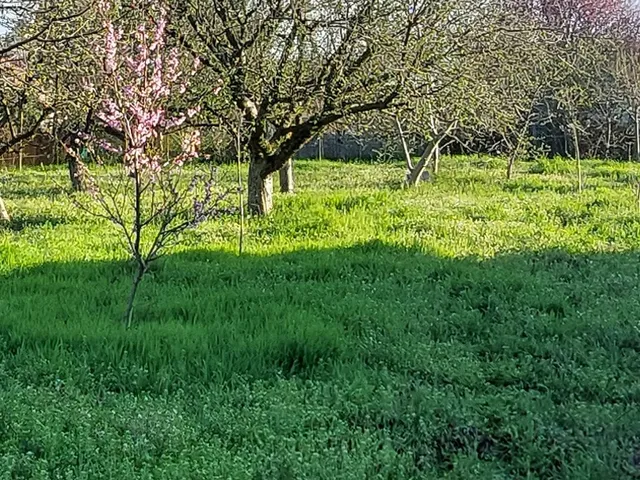 Eladó telek Deszk, Rózsa utca 810 nm