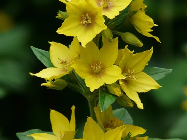 Eladó mezőgazdasági ingatlan Szeged, Kiskundorozsma 15 nm