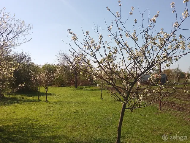 Eladó mezőgazdasági ingatlan Hódmezővásárhely, Darvas 1500 nm