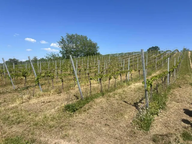 Eladó mezőgazdasági ingatlan Balatonberény 1700 nm