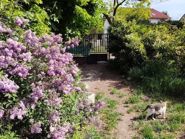 Eladó telek Budapest XXII. kerület, Budafok, Árpád utca 83. 75 nm