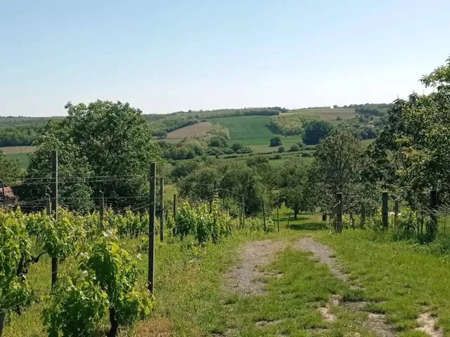 Eladó mezőgazdasági ingatlan Mohács, Szőlőhegy 100 nm