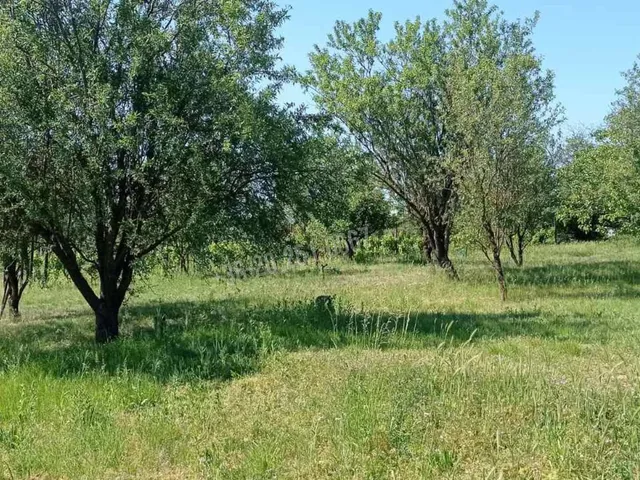 Eladó mezőgazdasági ingatlan Mohács, Szőlőhegy 100 nm