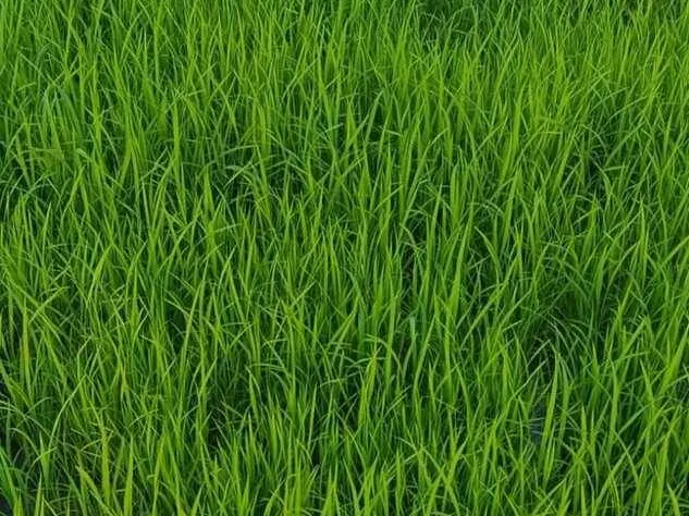 Eladó telek Mosonmagyaróvár 500 nm