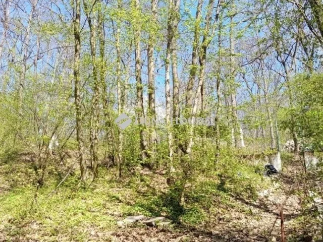 Eladó telek Kismaros, Börzsönyliget 1136 nm
