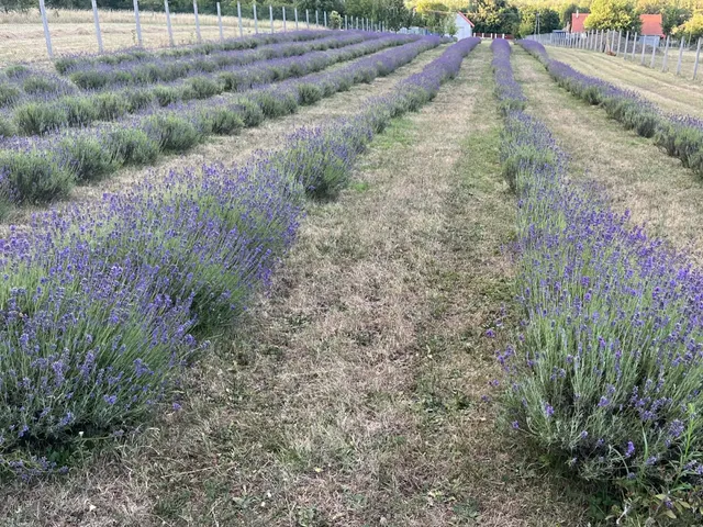 Eladó telek Gödöllő 6427 nm