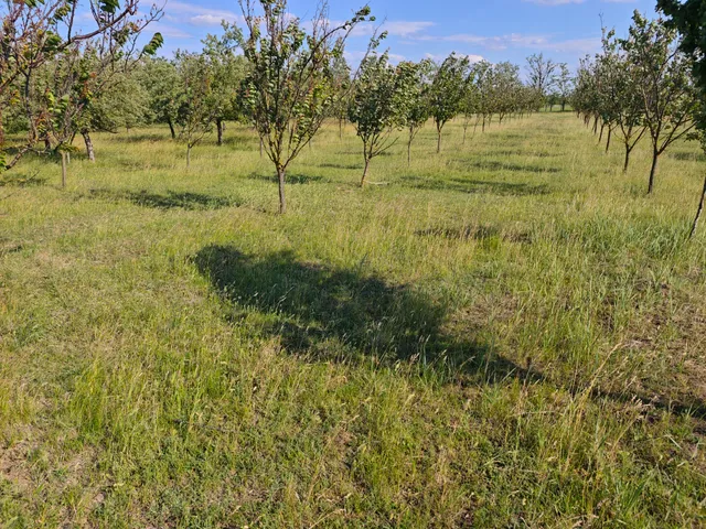 Eladó mezőgazdasági ingatlan Gyula 15852 nm