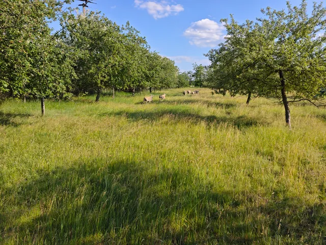 Eladó mezőgazdasági ingatlan Gyula 15852 nm