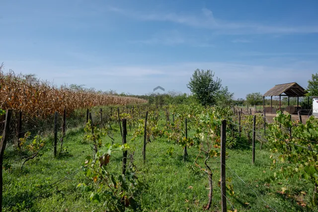 Eladó mezőgazdasági ingatlan Hajdúszoboszló 1978 nm