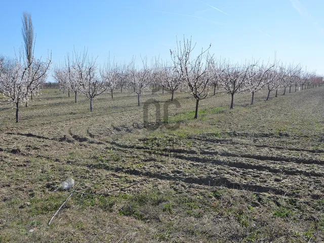 Eladó mezőgazdasági ingatlan Abony 14446 nm