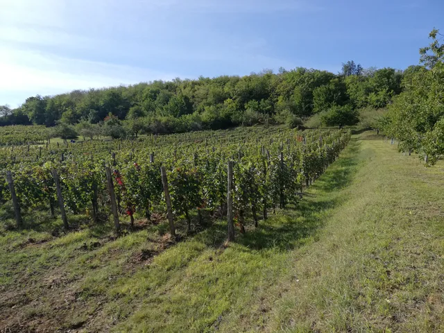 Eladó mezőgazdasági ingatlan Decs 260 nm