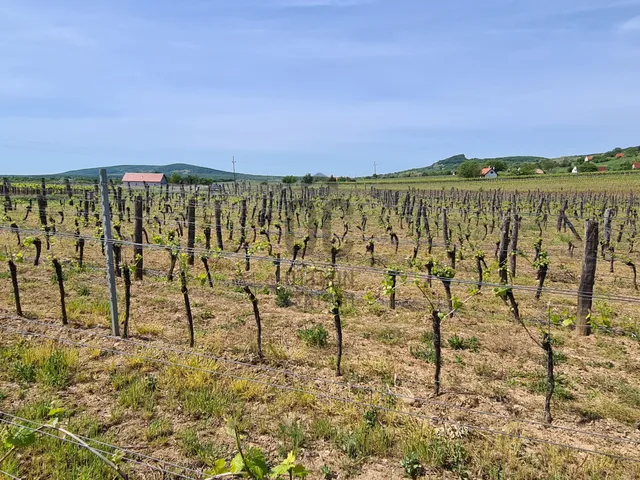 Eladó mezőgazdasági ingatlan Tagyon 8881 nm