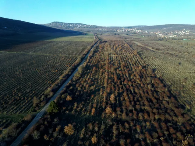 Eladó telek Dörgicse 29350 nm