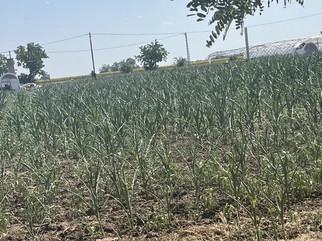 Eladó mezőgazdasági ingatlan Nagyszénás 10000 nm