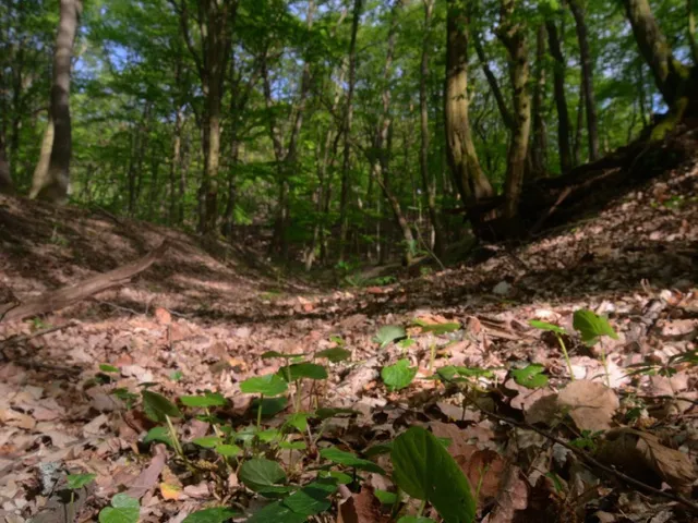 Eladó telek Telki 1251 nm