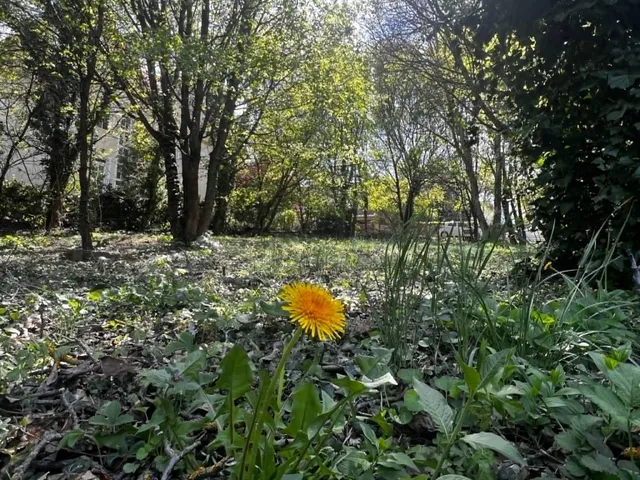 Eladó telek Budapest II. kerület, Széphalom 1299 nm