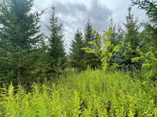 Eladó mezőgazdasági ingatlan Szomód 16019 nm