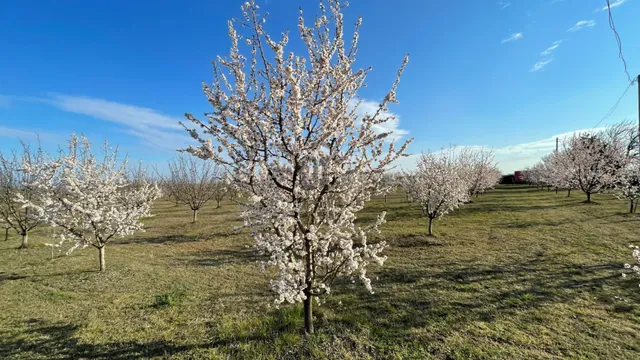 Eladó telek Balatonkenese 8501 nm