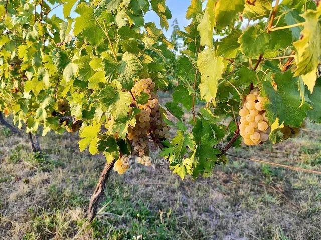 Eladó telek Csopak 2787 nm