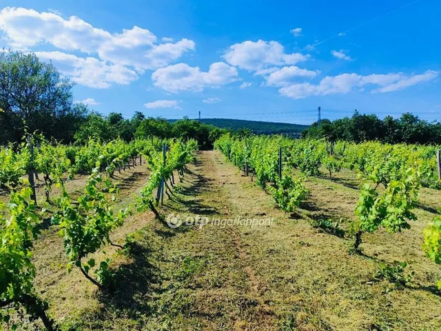 Eladó telek Csopak 2787 nm