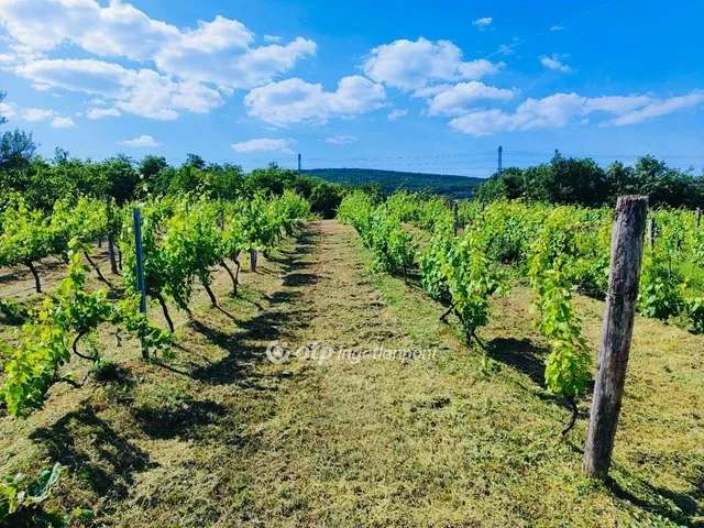 Eladó telek Csopak 2787 nm