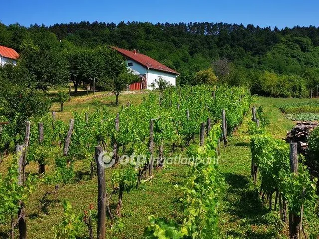 Eladó mezőgazdasági ingatlan Magyarpolány 1306 nm