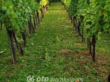 Eladó mezőgazdasági ingatlan Magyarpolány 1306 nm